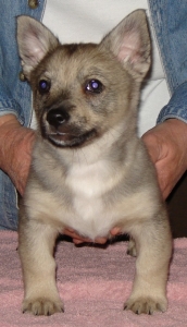 emil x maggie litter
